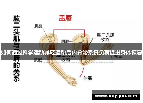 如何通过科学运动减轻运动后内分泌系统负荷促进身体恢复